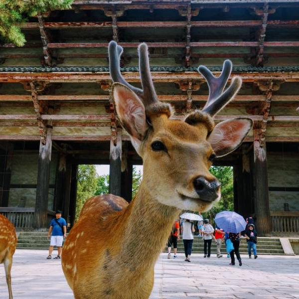 Day Trip to Nara Park in Japan