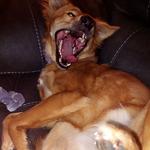Nala's Dislikes