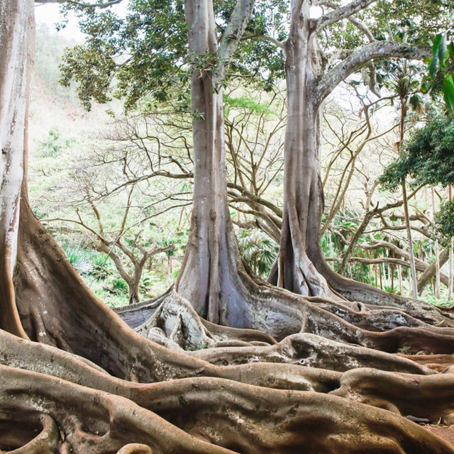 McBryde & Allerton Gardens, Kauai
