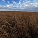 Paynes Prairie Preserve State Park