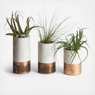 3-Piece Cylinder Planter with Air Plant Set