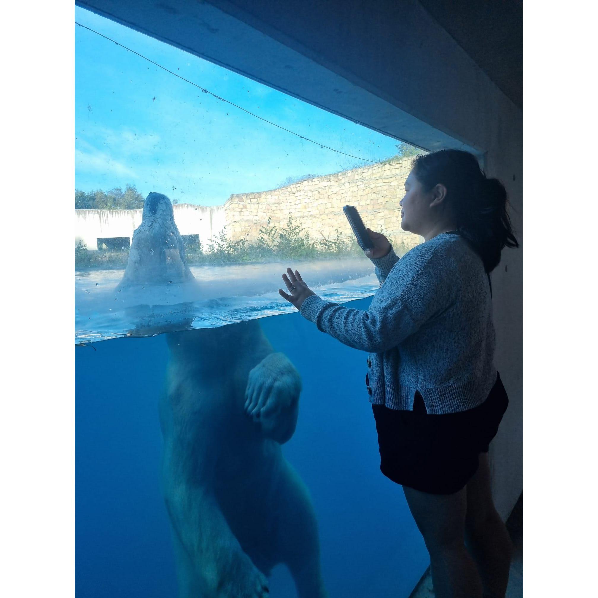Hanna being infatuated with a polar bear in Tallin, Estonia fall 2025