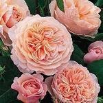 International Rose Test Garden