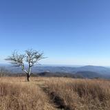 Cole Mountain