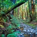 Muir Woods National Monument