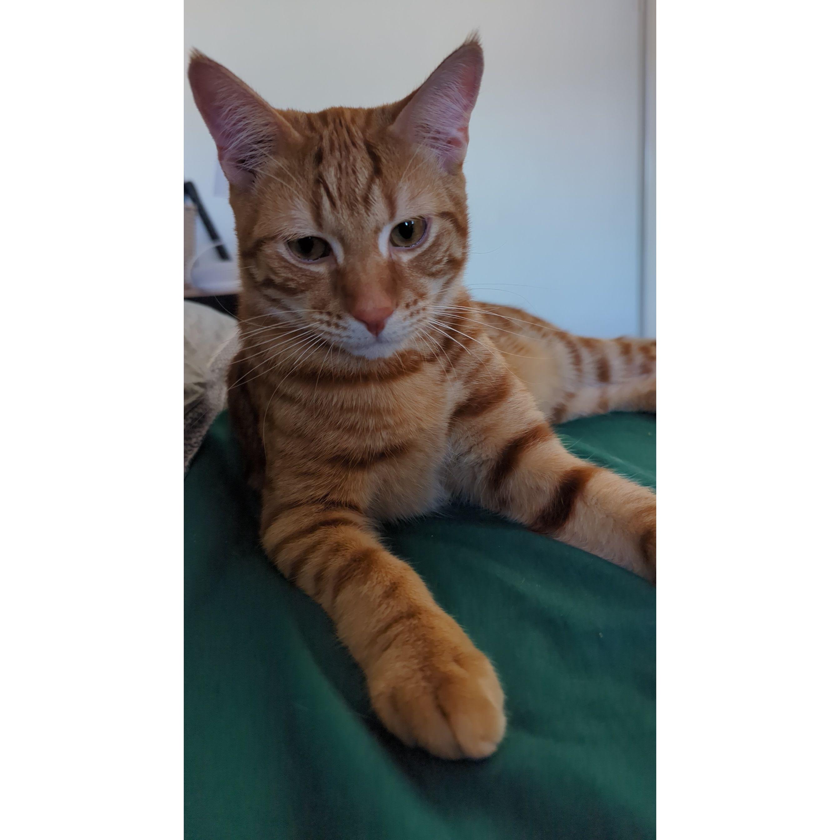 Benji