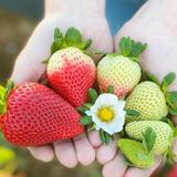 Kenny's Strawberry Farm