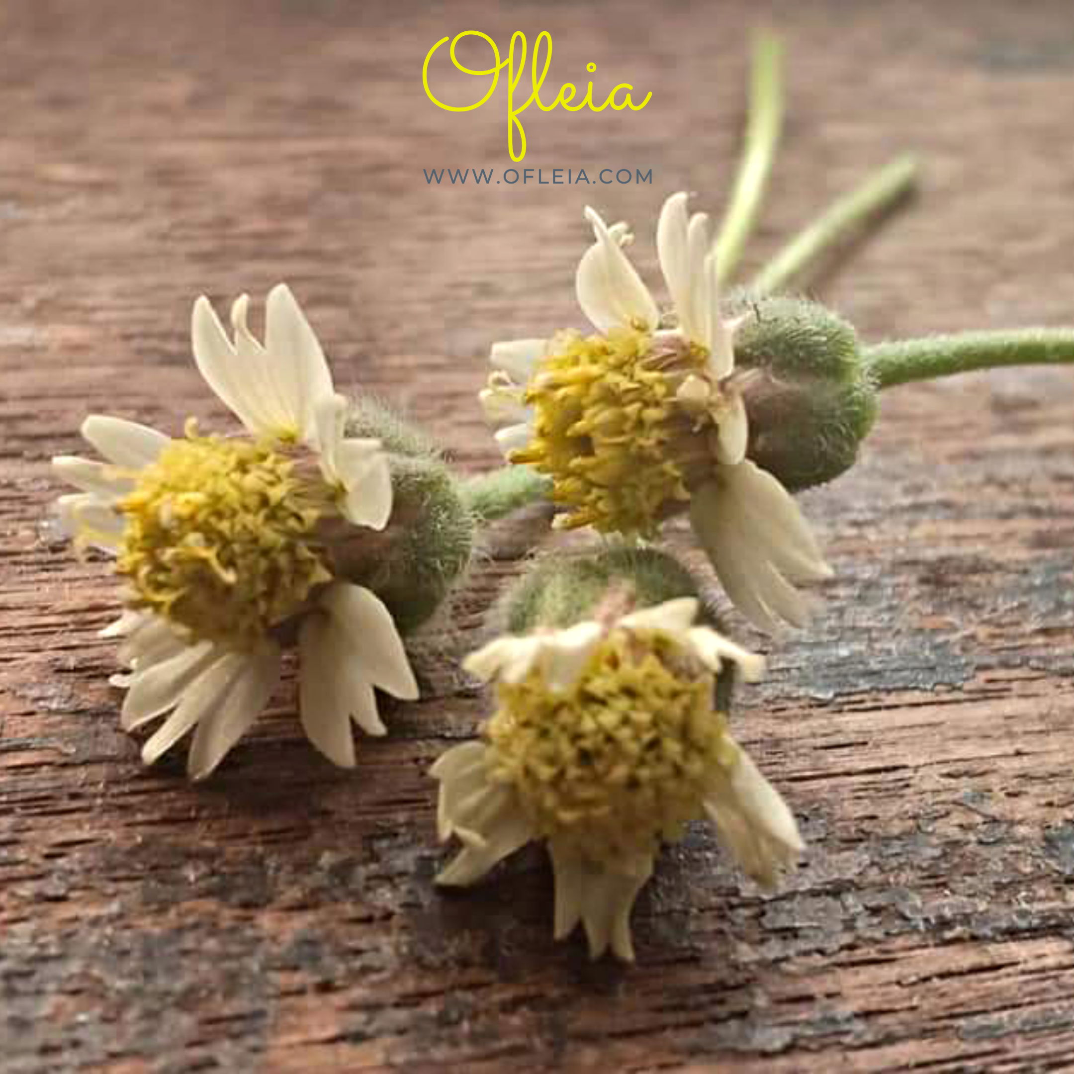 The Wedding Website of Ofelia Borral and Ronnie Borral