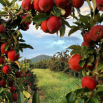 Apple Picking