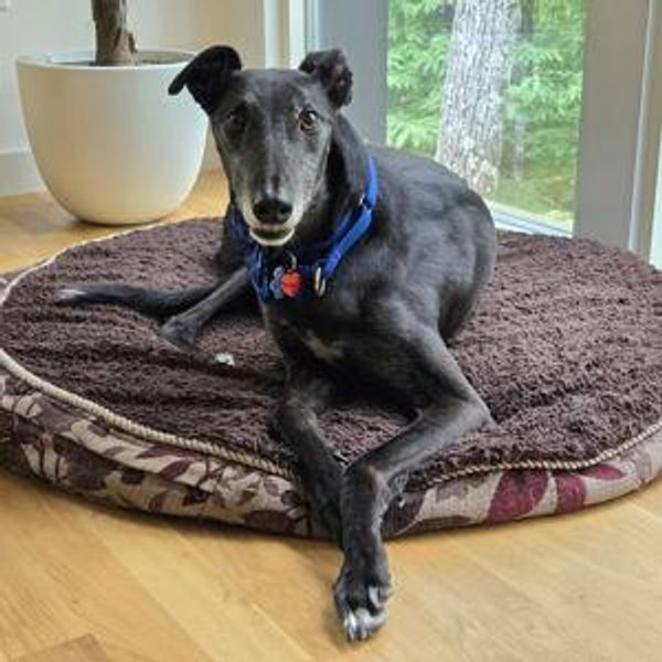 Fast Friends Greyhound Adoption Donation