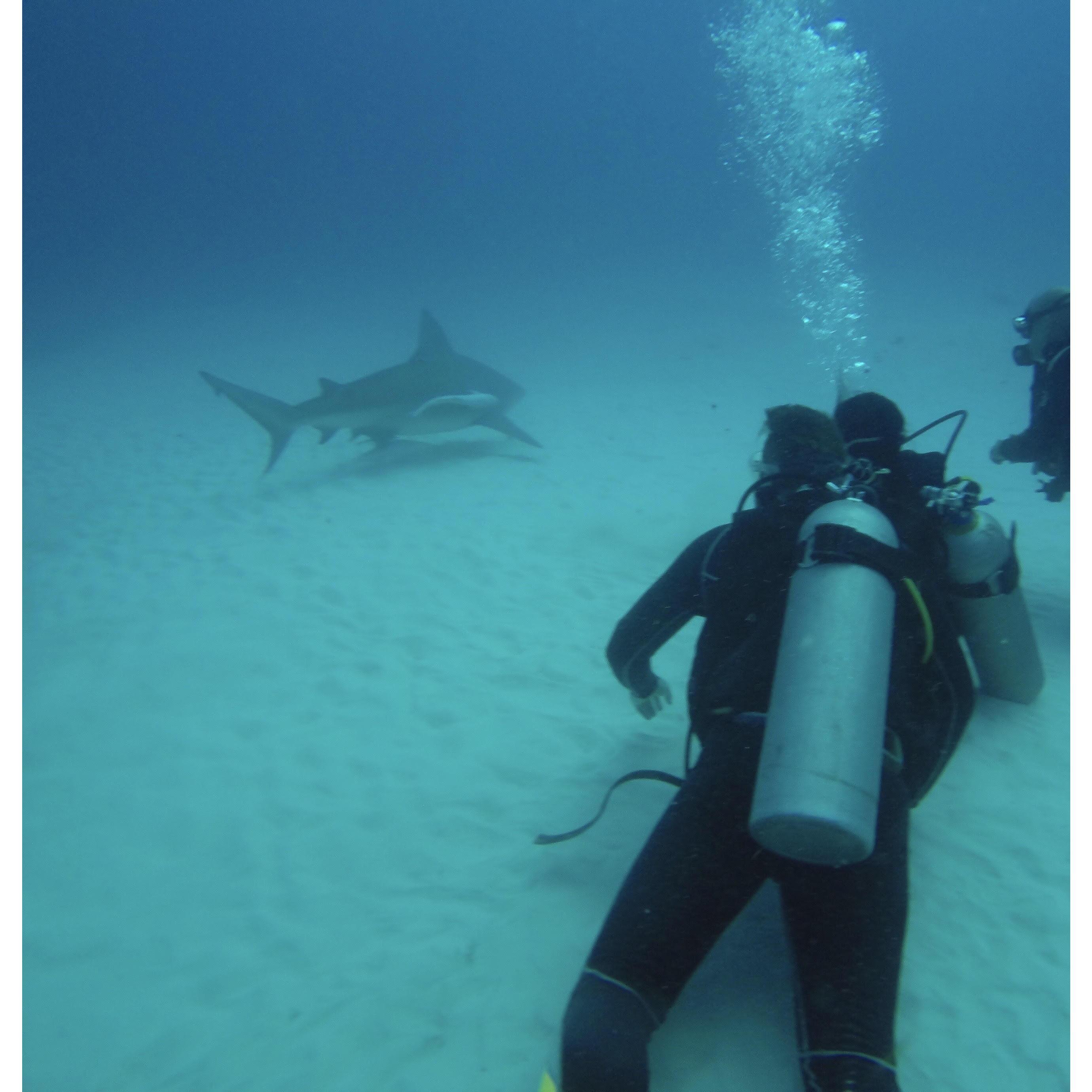 Bull Shark dive in Playa del Carmen