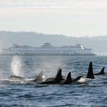 Whale Watching