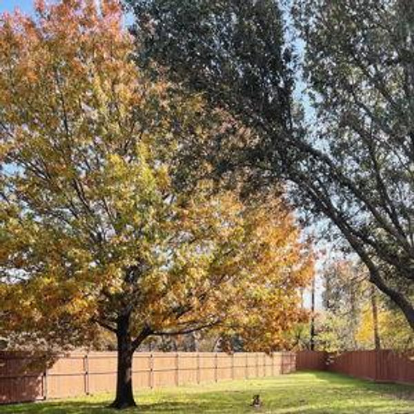Home and Garden - Card