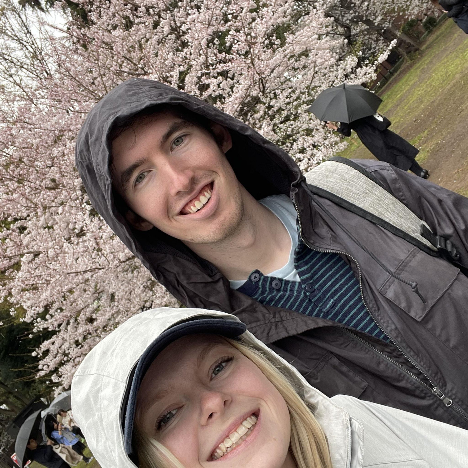 Cherry blossoms in Tokyo, Japan (March, 2023).