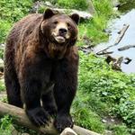 Fortress of the Bear