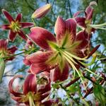 United States Botanic Garden