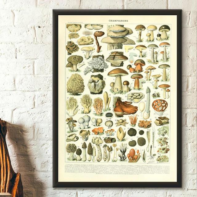Mushroom Science Print 1909 - Adolphe...