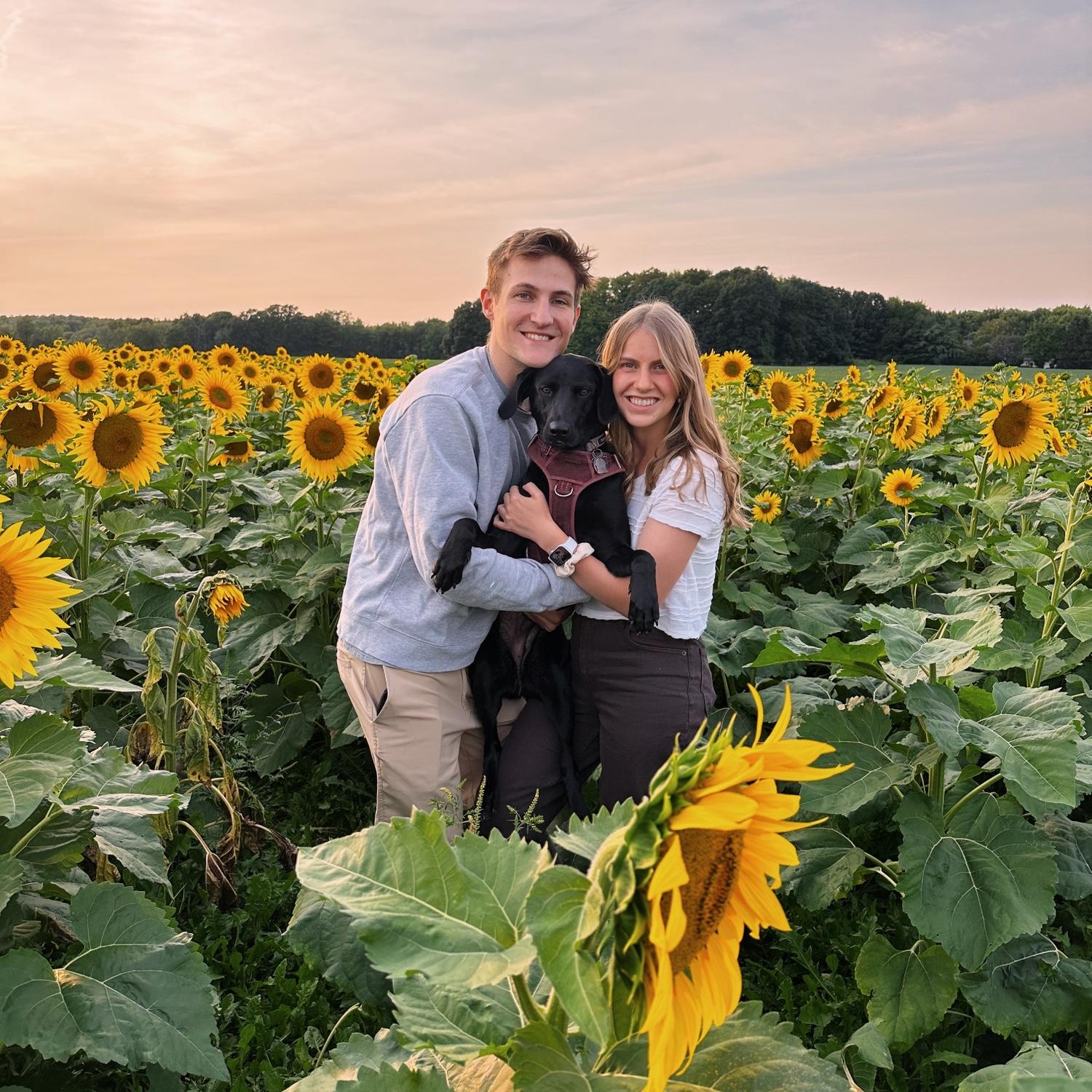 Summer night in the sunflower field (August 2023)