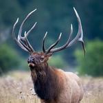 Estes Park