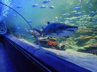 Greater Cleveland Aquarium