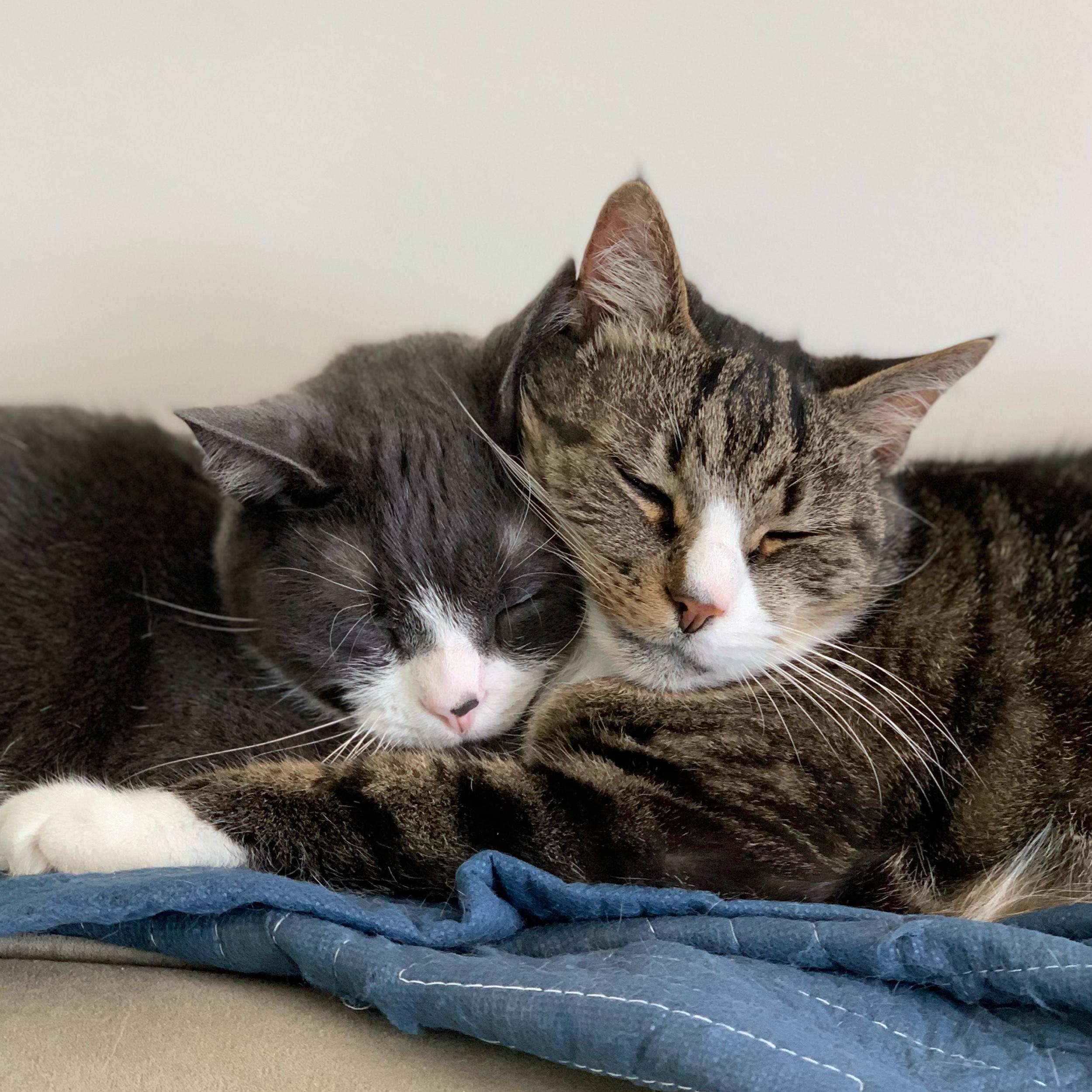 House & Honeymoon Fund