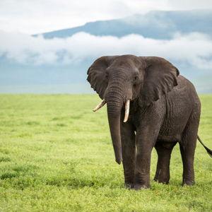 Elephant Sanctuary Tour