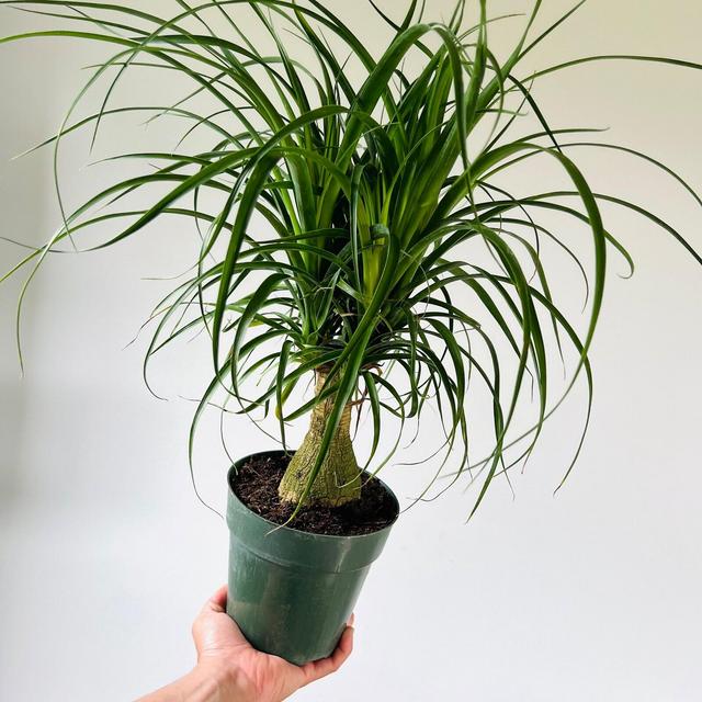 Ponytail Palm - Bulbed Palm - Very Full - Available in 6” Pots