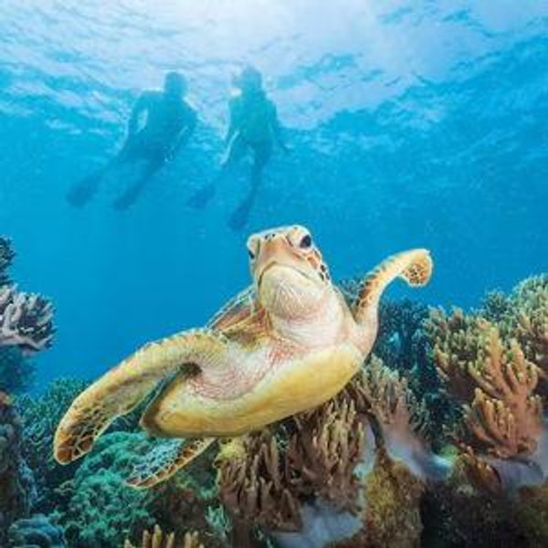 Great Barrier Reef Tour
