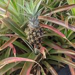 Dole Plantation