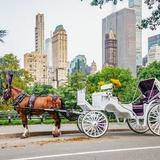 NYC Adventures - Central Park Horse Carriage Rides