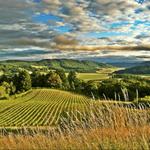 Wine Country