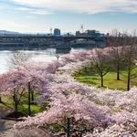 Tom McCall Waterfront Park