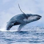 Whale watching