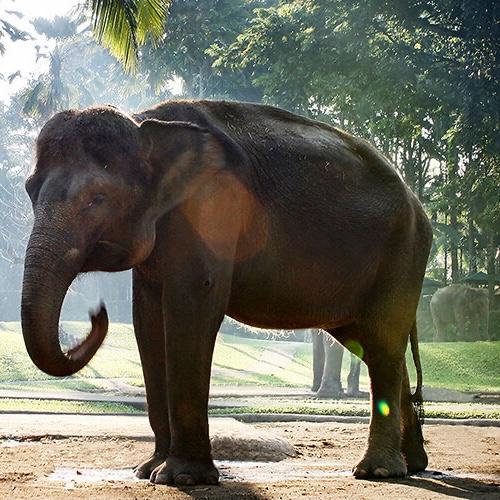 Honeymoon: 2 night stay at an elephant sanctuary