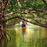 Kayaking or Paddleboarding in Sarasota Bay