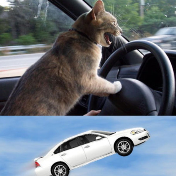Car Rental