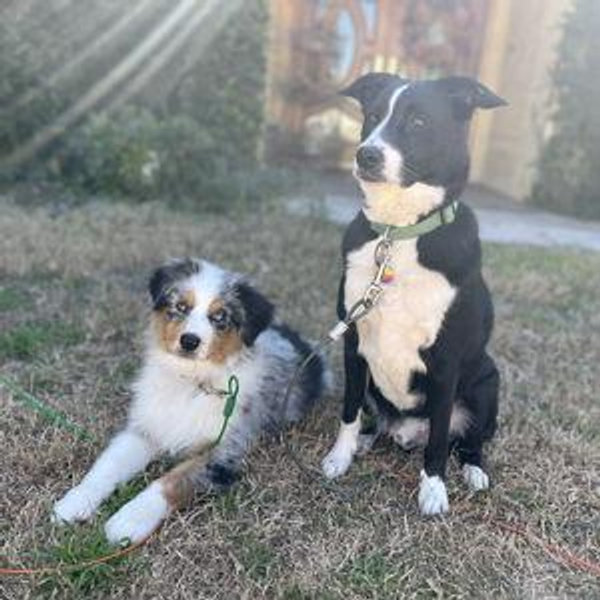Treats & Toys for the Boys