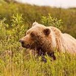 Denali National Park and Preserve