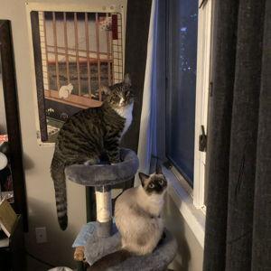 Our Pet Toy Fund