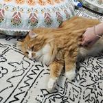 Pawsific NorthWest Cat Cafe