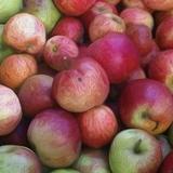 Humboldt Cider Company