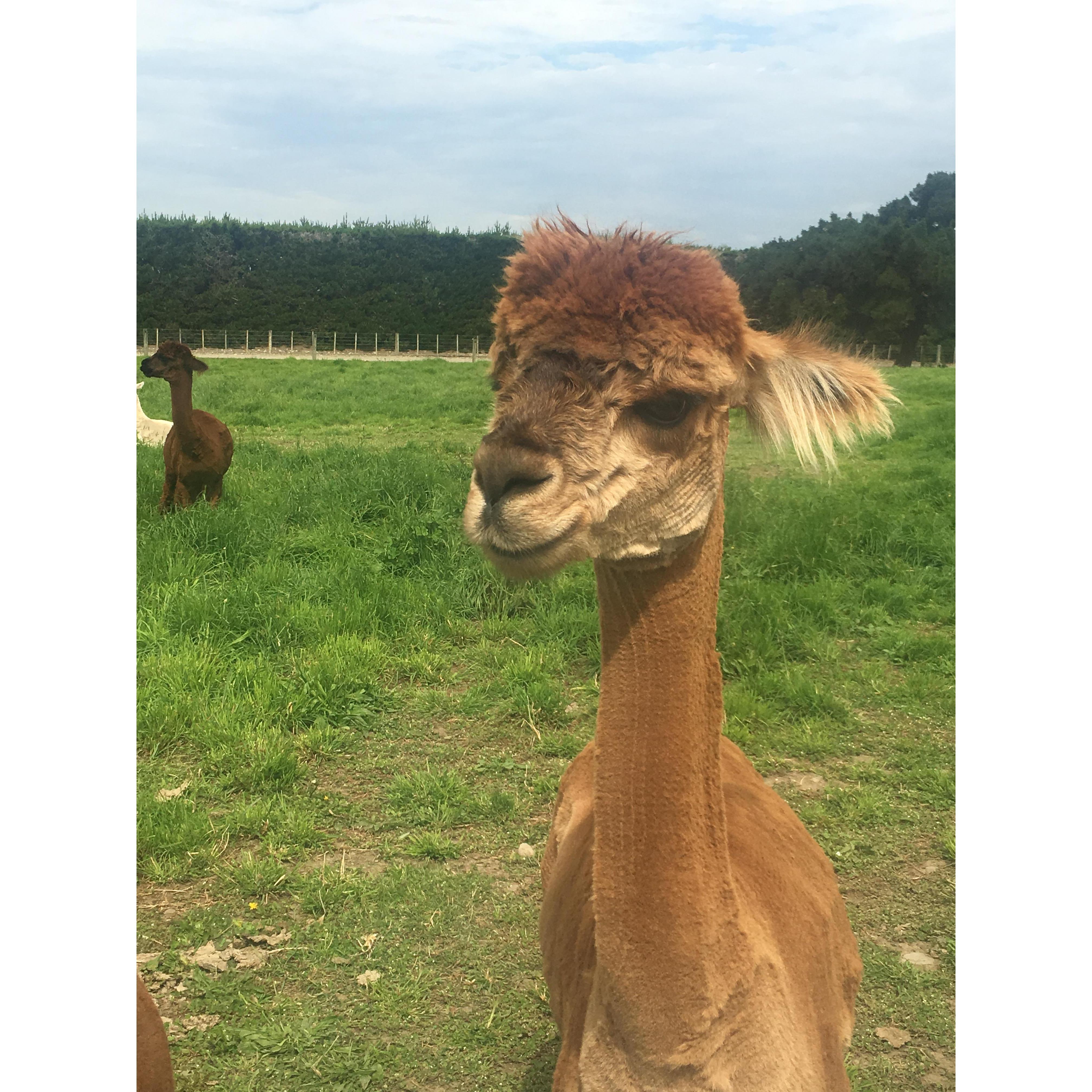 Smiling Alpaca