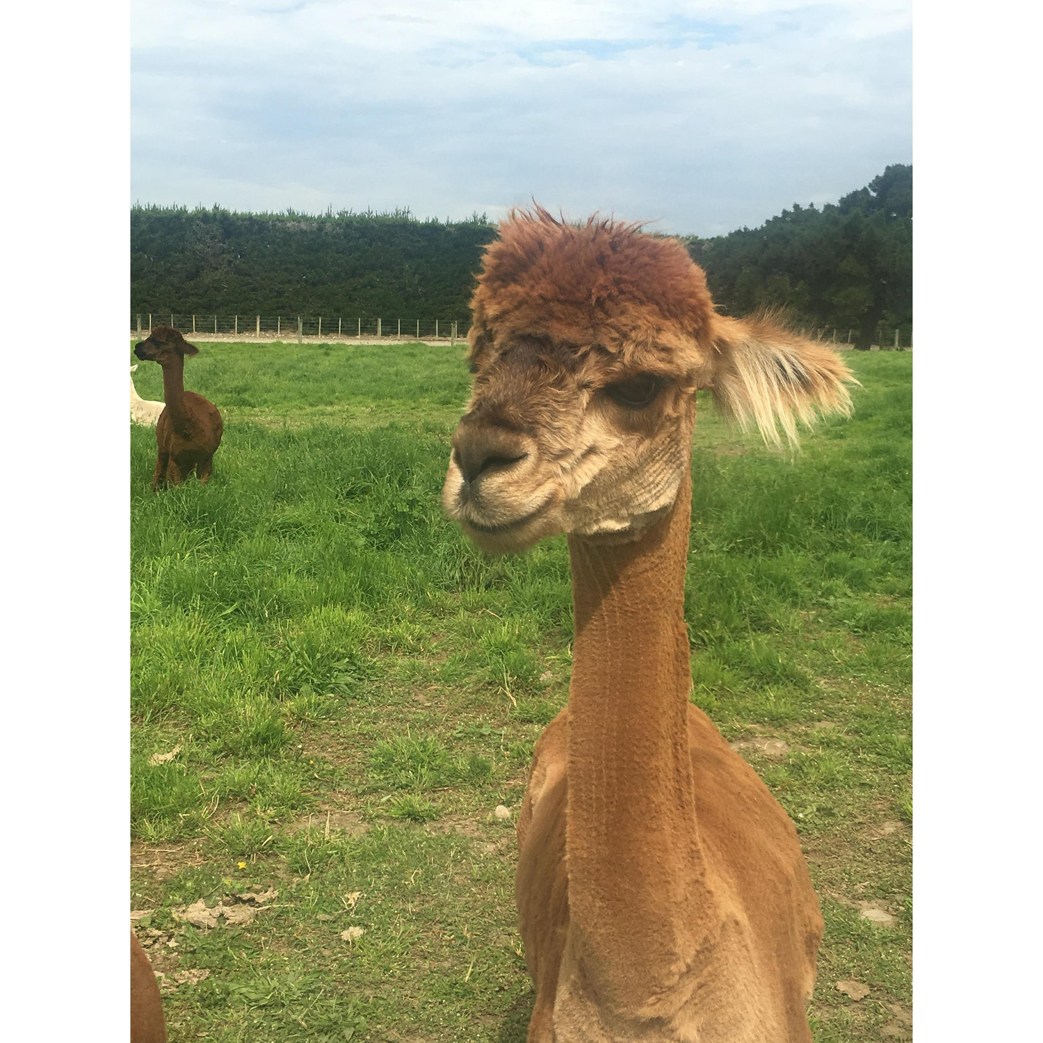 Smiling Alpaca