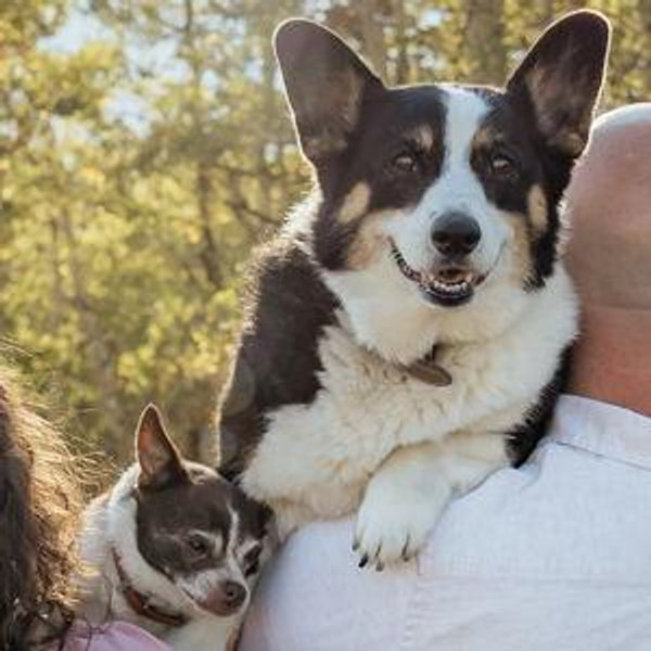 Year's Supply Of Pup Medications