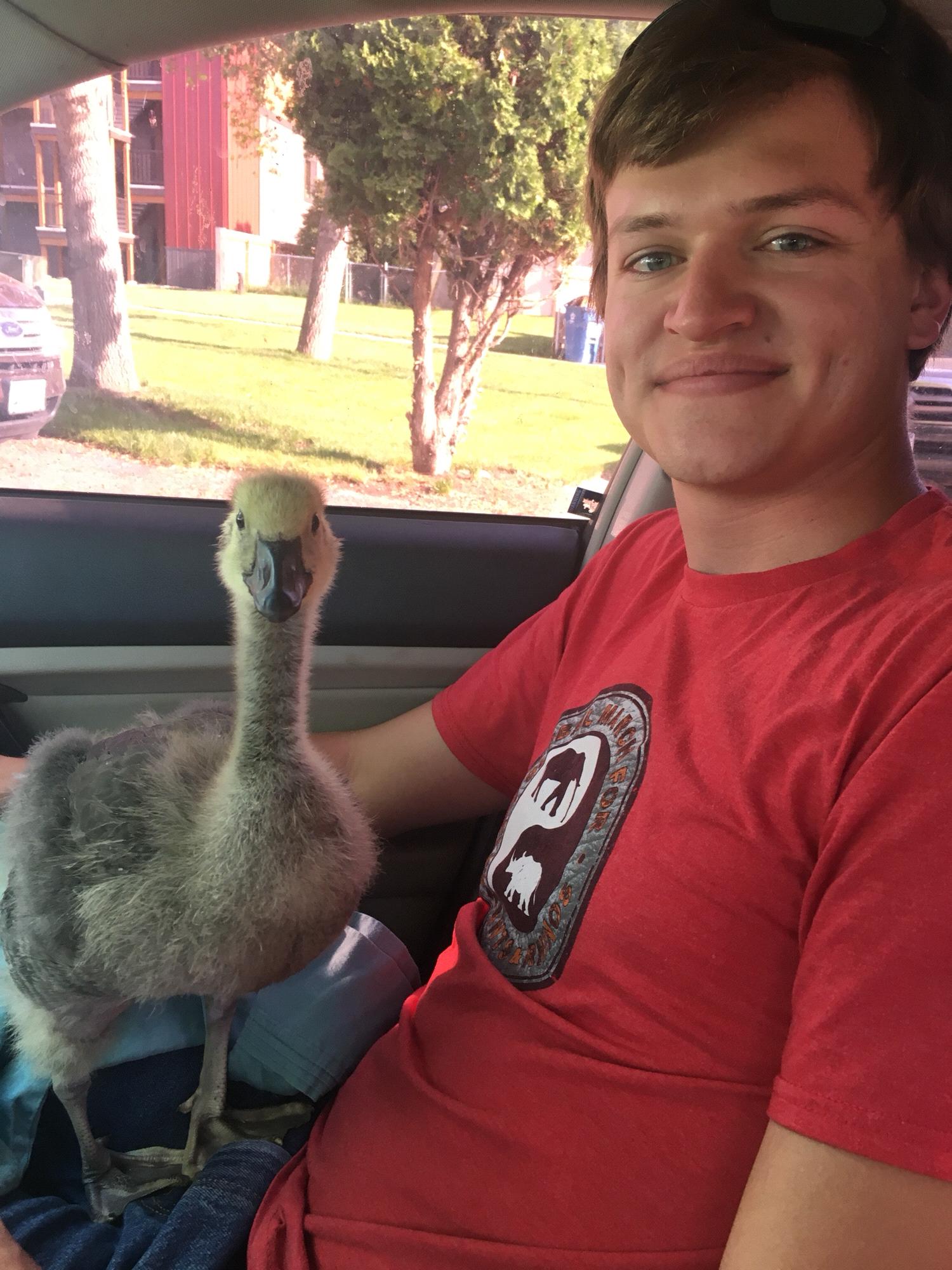 Nelson loved car rides to the canal for a swim!