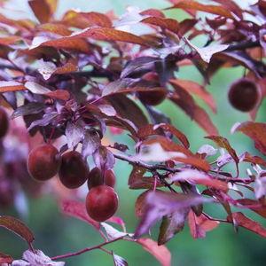 Fruit tree to plant in Manchester, MA