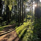 Go Ape Zipline & Adventure Park
