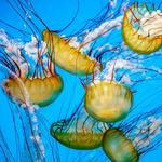 National Aquarium