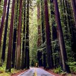 Avenue of Giants - Drive / Hike