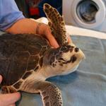 The Karen Beasley Sea Turtle Rescue and Rehabilitation Center